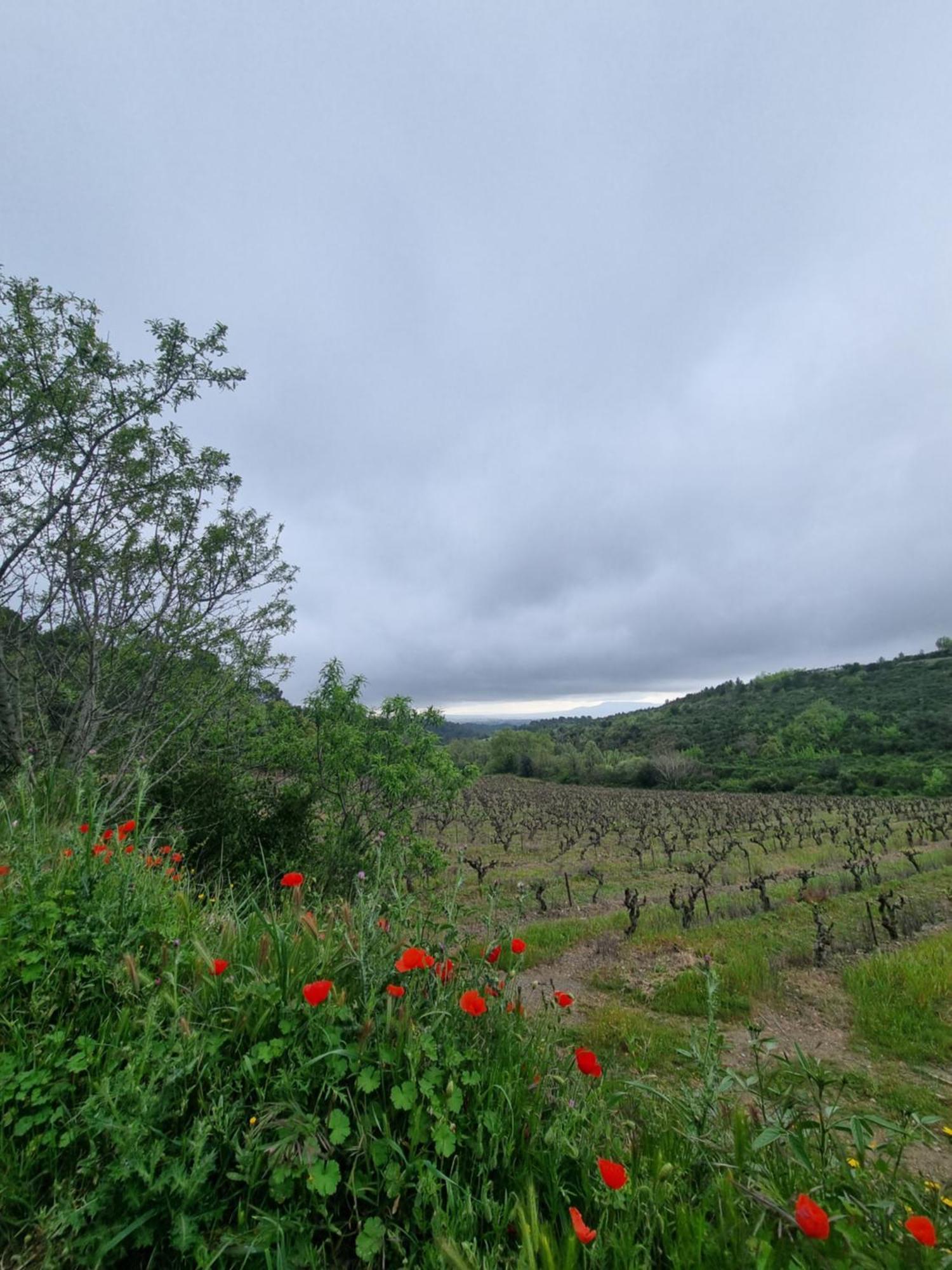 Maison De Charme Caunes-Minervois Room photo